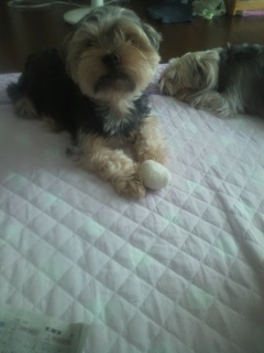 ���C�ɓ���B