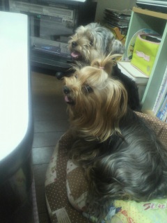 �˂���Ă�H