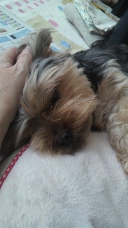 �Ȃ��傿���