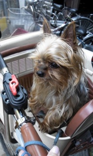 ���]�Ԃɂ�