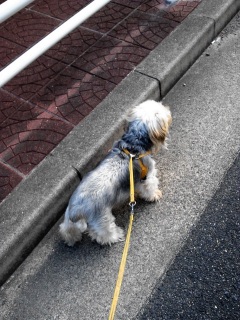 �Ԃ������B