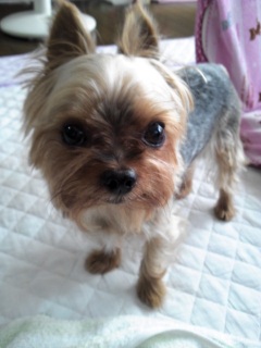 �O�A�x�̂���