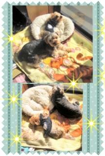 �����ڂ���