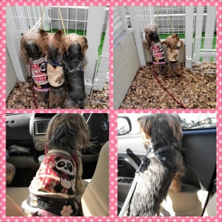 ��D���Ȍ��p