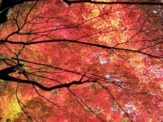 �Y�킩�����`