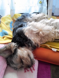 �傿���̑�|���H