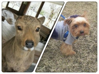 �������̂��ꂳ��H