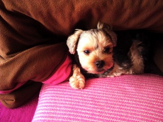 ��������