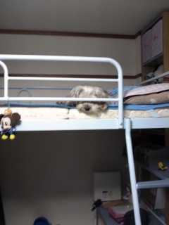 �ǂ����Ă�