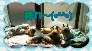 �V�C�̂�������