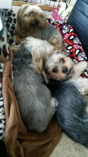 �ǂ��Ԃ��`��Ȋ���