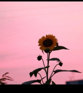 �Y���Ȃ���(��)