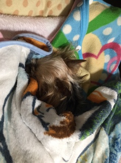 ���T�̌��j��