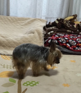 17���̉Ηj����